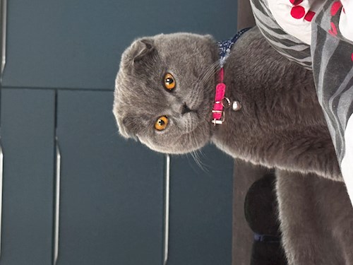 Melinda- petsitter Florești vagy Állat szitter a 