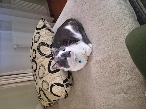 Dragoș- petsitter Timișoara vagy Állat szitter a 