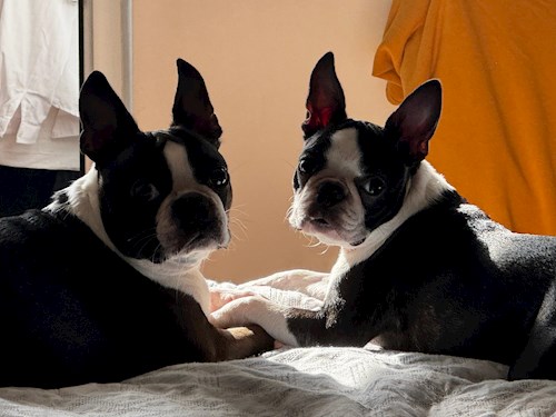 Cristian- petsitter București vagy Állat szitter a Kutyák 