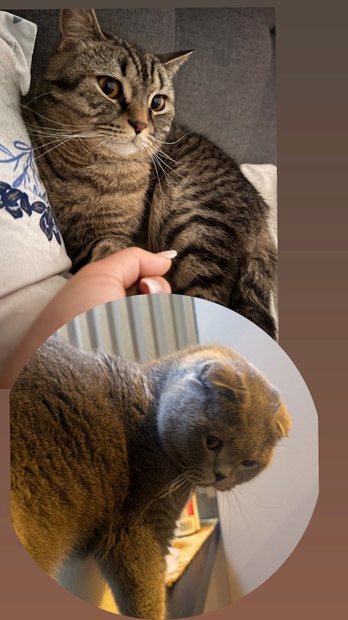 Balan- petsitter Cluj-Napoca or Pet nanny for Cats 