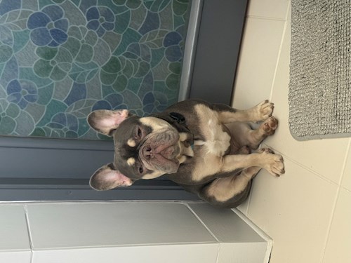 Moldovan- petsitter București or Pet nanny for 