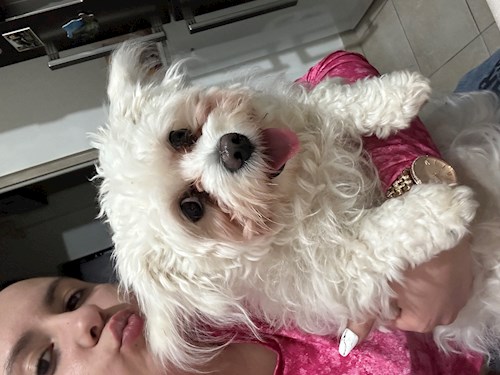 Valentina- petsitter Roșu vagy Állat szitter a 