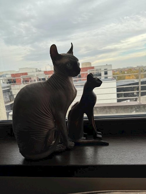 Lavinia- petsitter București vagy Állat szitter a 