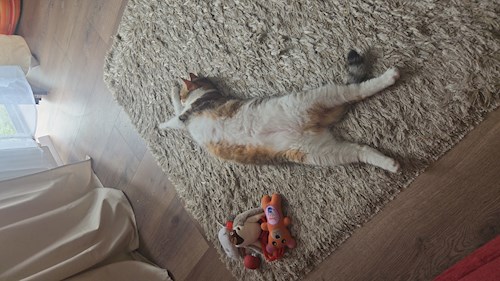Gabriel- petsitter Bragadiru vagy Állat szitter a 