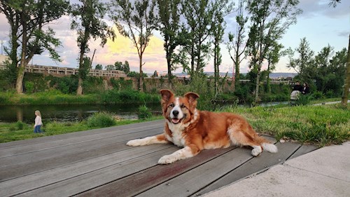 Tabita- petsitter Cluj-Napoca vagy Állat szitter a 