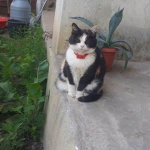 Boarding cat in Râmnicu Vâlcea pet sitting request