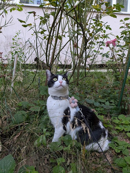 Susana- petsitter București vagy Állat szitter a 