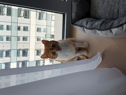 Denis- petsitter București vagy Állat szitter a 
