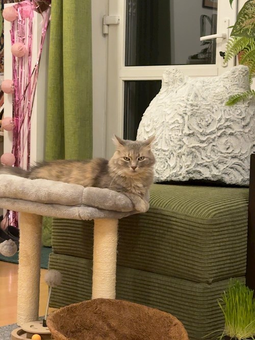 Andreiana- petsitter București vagy Állat szitter a 