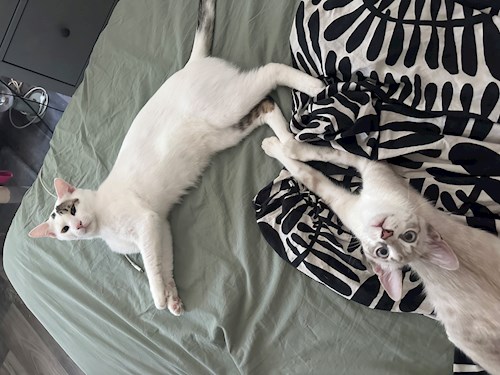 Elena- petsitter București vagy Állat szitter a Cicák 