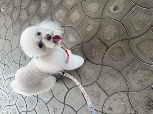 Florina- petsitter Popești-Leordeni vagy Állat szitter a 