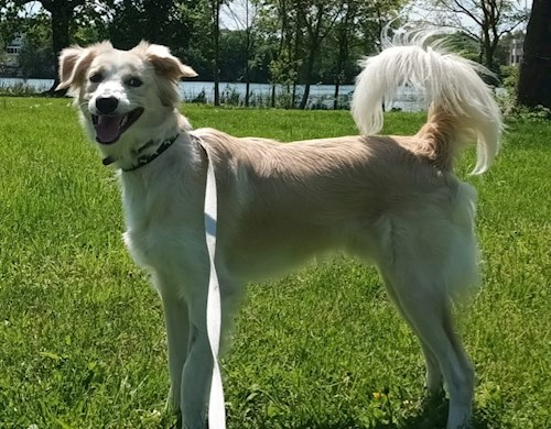 Silviu- petsitter București vagy Állat szitter a 