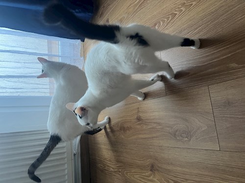Tia- petsitter Cluj-Napoca sau Bonă pentru animale pentru Pisici 