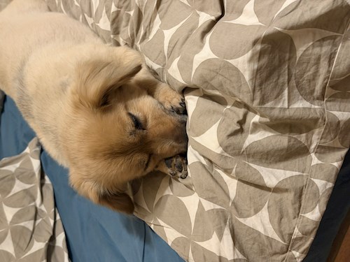 Puisor- petsitter București sau Bonă pentru animale pentru 