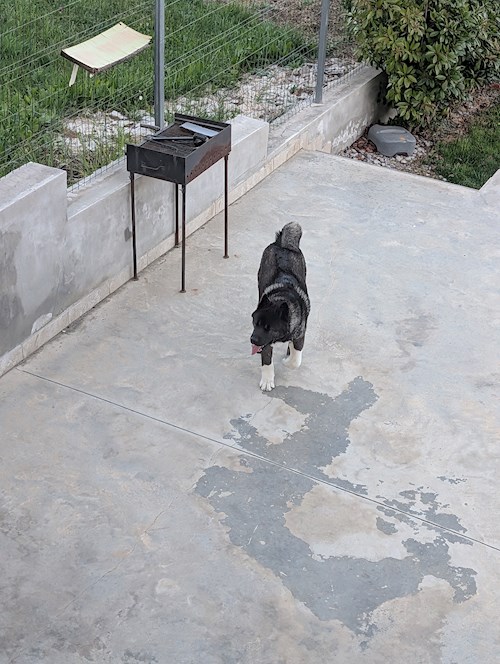 Sabău- petsitter Oradea sau Bonă pentru animale pentru 