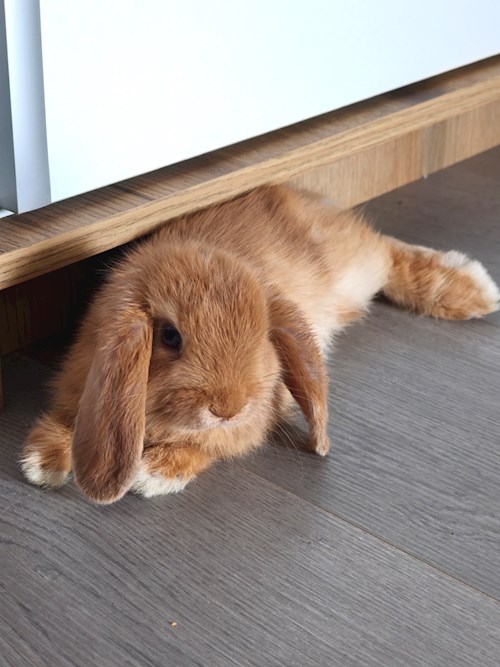Elena- petsitter București sau Bonă pentru animale pentru 