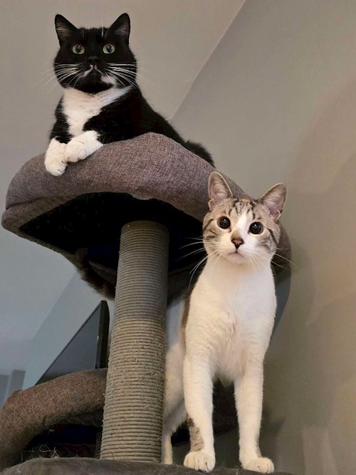 Sorina- petsitter București sau Bonă pentru animale pentru Pisici 