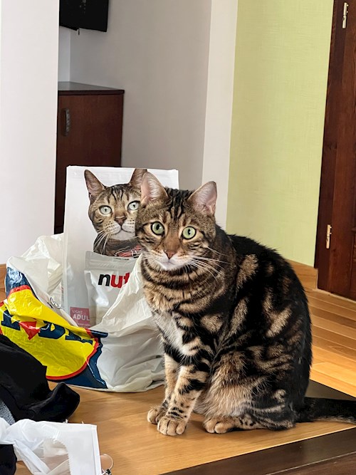 Mihai- petsitter Cluj-Napoca or Pet nanny for 