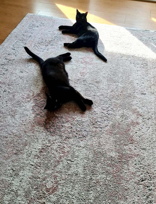 Aniela- petsitter Florești sau Bonă pentru animale pentru Pisici 