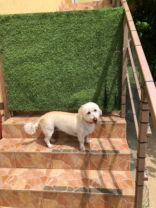 Ioana- petsitter București or Pet nanny for 