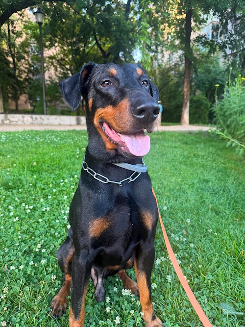 Alexandra- petsitter București sau Bonă pentru animale pentru 