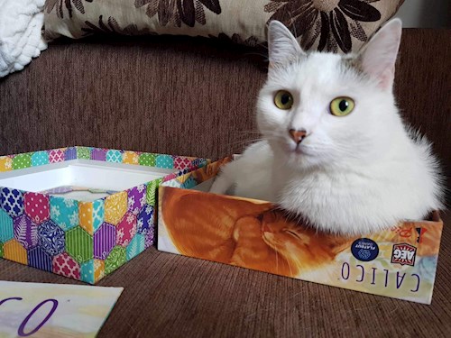 OCTAVIAN- petsitter Cluj-Napoca or Pet nanny for 