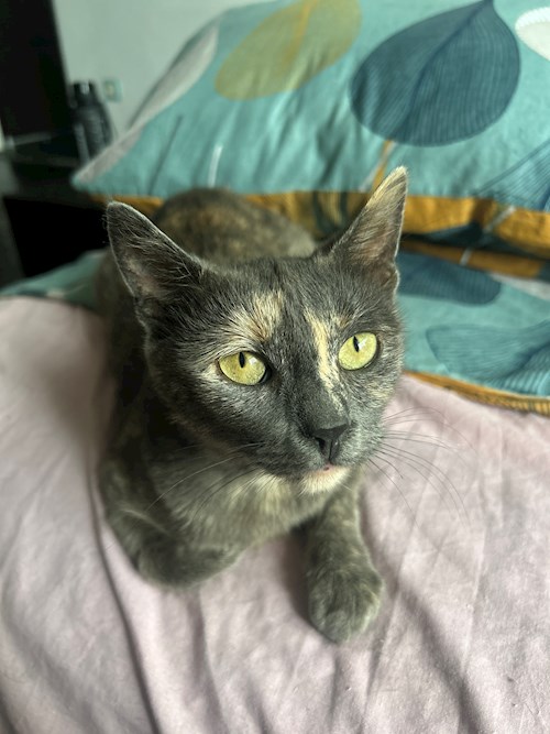 Nazari- petsitter Timișoara or Pet nanny for 