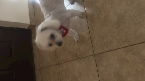 Cismaru- petsitter Cristian sau Bonă pentru animale pentru 
