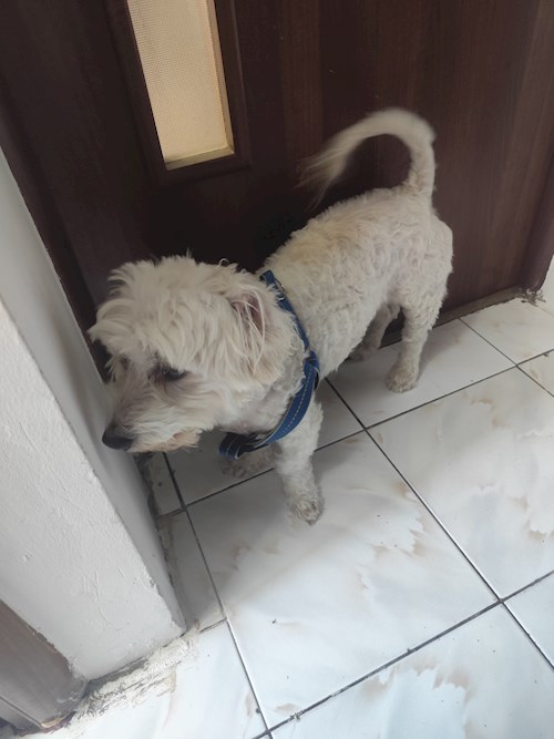 Anea- petsitter București sau Bonă pentru animale pentru 