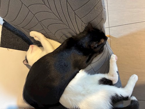 Condurachi- petsitter Bucureşti sau Bonă pentru animale pentru Pisici 