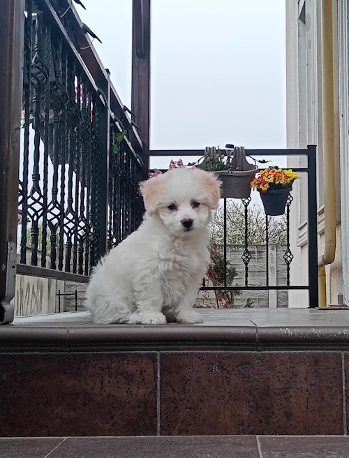 VOINA- petsitter Giroc sau Bonă pentru animale pentru 