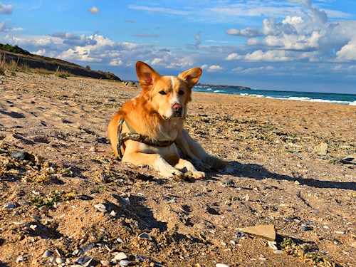 Delia- petsitter București or Pet nanny for 
