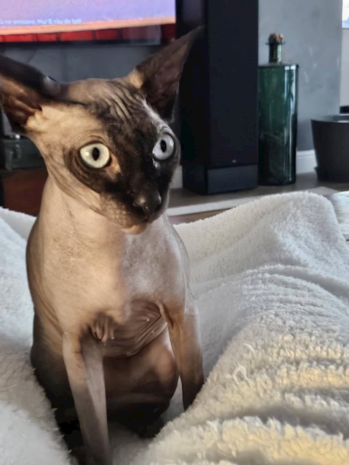 Bogdan- petsitter Dumbrăvița or Pet nanny for 