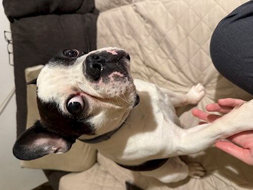 Alexandru- petsitter București or Pet nanny for 