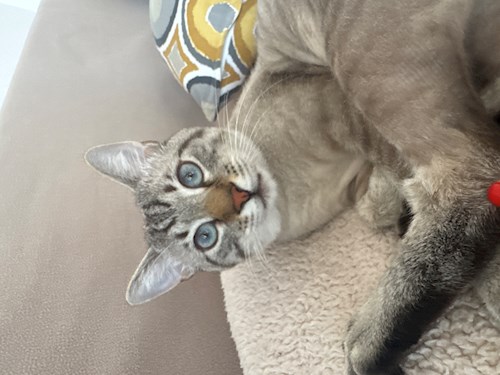 Adelina- petsitter Voluntari sau Bonă pentru animale pentru 