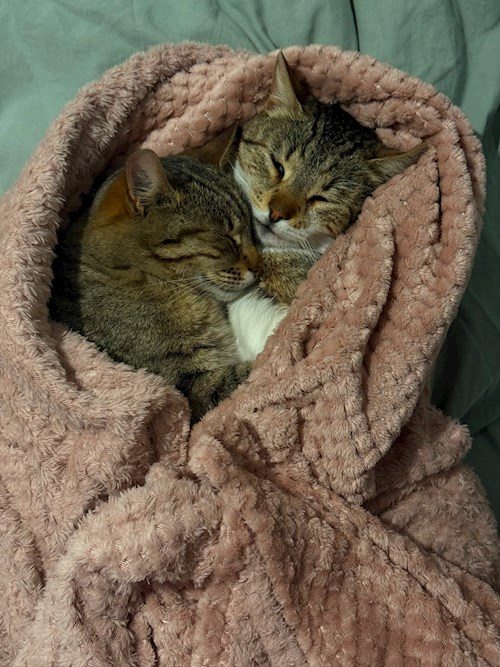 Dana- petsitter Petrăchioaia or Pet nanny for Cats 