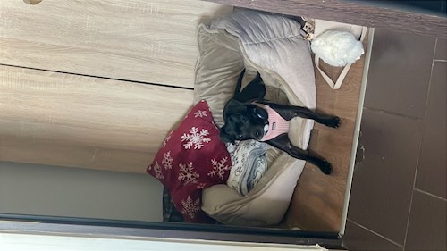 Popescu- petsitter Timișoara or Pet nanny for 