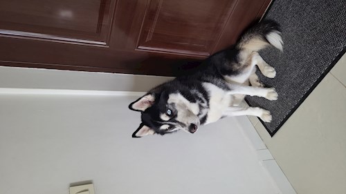 Alina- petsitter Roșu or Pet nanny for 