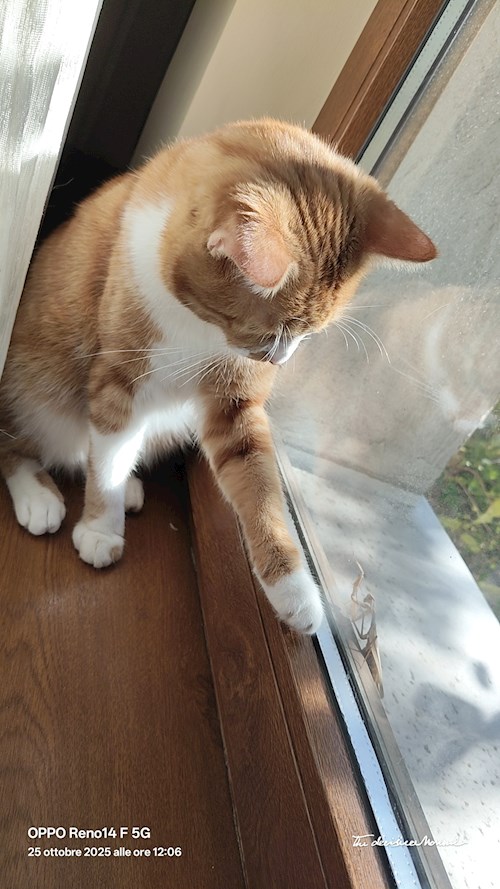 Carlos- petsitter București or Pet nanny for 