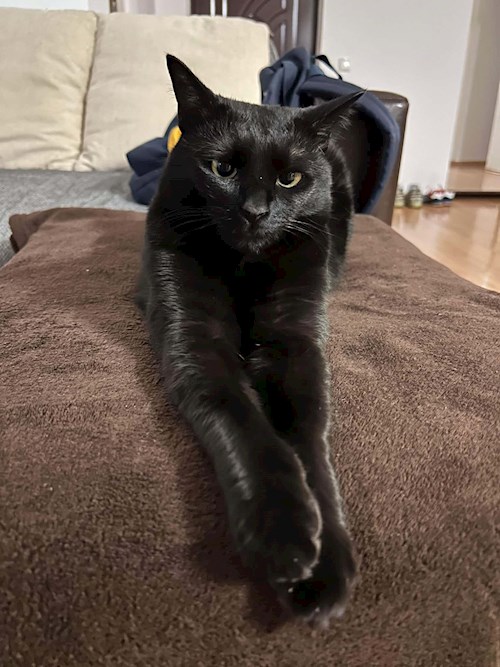 Gicoveanu- petsitter Cluj-Napoca or Pet nanny for 