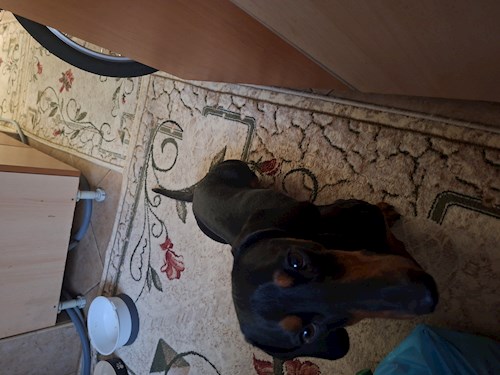 ANDREI- petsitter București or Pet nanny for 