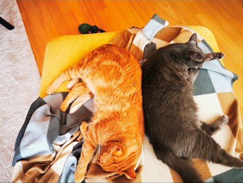 Oana- petsitter București or Pet nanny for Cats 
