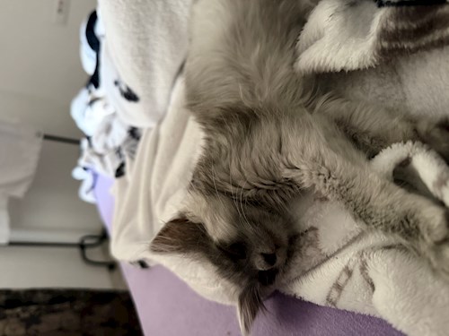 Stancescu- petsitter Jilava or Pet nanny for 
