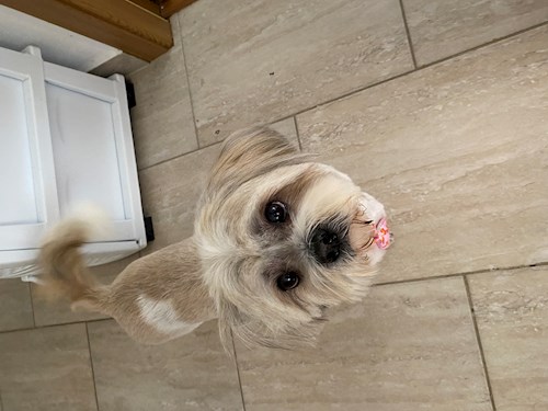 Năsui- petsitter Chișoda or Pet nanny for 