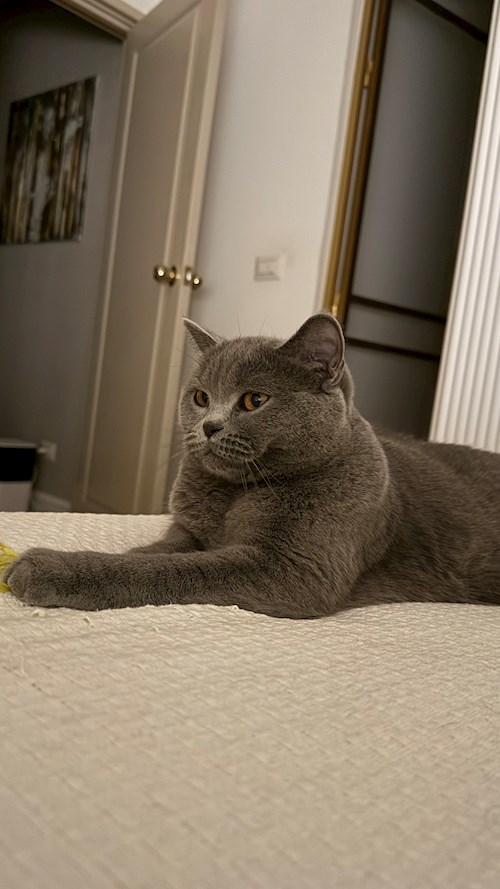 Alexandra- petsitter București or Pet nanny for 