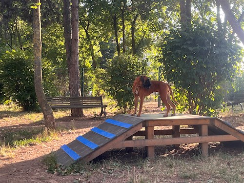 Isabella- petsitter Cluj-Napoca or Pet nanny for 