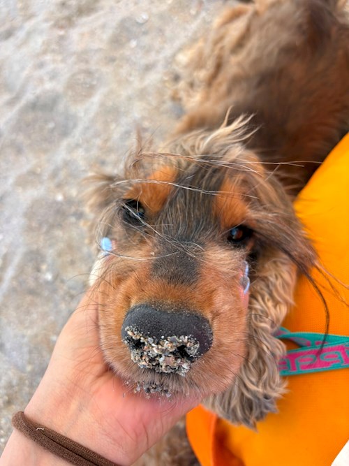 Chiriacescu- petsitter București or Pet nanny for 
