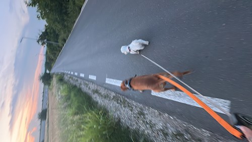 Dinu- petsitter Otopeni or Pet nanny for Dogs 