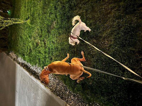 Dinu- petsitter Otopeni or Pet nanny for Dogs 