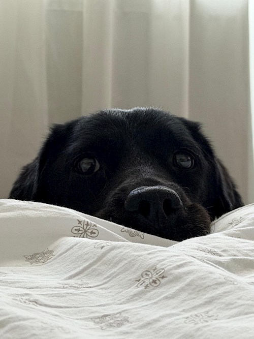 Zisu- petsitter București or Pet nanny for 